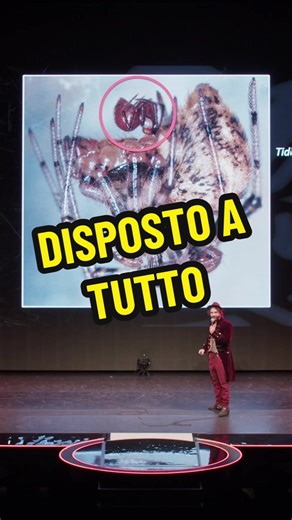Dedizione e Nuove Scoperte: Tidarren sisyphoides