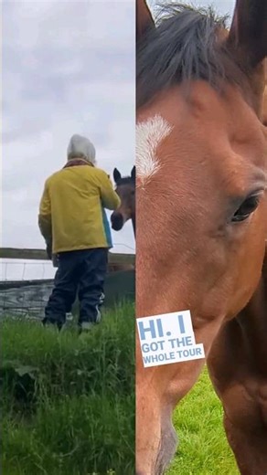 That Time I Met A Horse 🐴