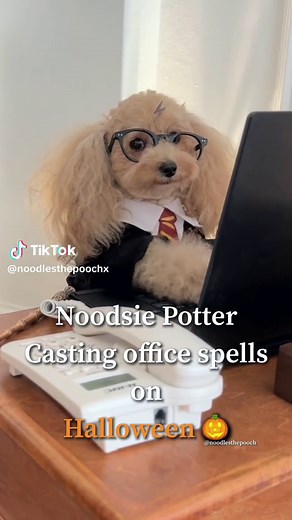 𝙄 𝙬𝙞𝙨𝙝 𝙄 𝙝𝙖𝙙 𝙩𝙝𝙞𝙨 𝙬𝙖𝙣𝙙 𝙛𝙤𝙧 𝙩𝙝𝙚 𝙤𝙩𝙝𝙚𝙧 364 𝙙𝙖𝙮𝙨 𝙤𝙛 𝙩𝙝𝙚 𝙮𝙚𝙖𝙧! 𝙃𝙖𝙥𝙥𝙮 𝙃𝙖𝙡𝙡𝙤𝙬𝙚𝙚𝙣 👻 🎃 [sound on] 𝙄𝙧𝙧𝙚𝙫𝙤𝙘𝙖𝙗𝙡𝙮 𝙨𝙖𝙡𝙩𝙮, -𝙣𝙤𝙤𝙙𝙨 -> @noodlesthepooch #noodlesthepooch #corporatecanine #thecorporatecanine #corporatedog #workhumor #officehumor #halloween2023 #halloween #harrypotter