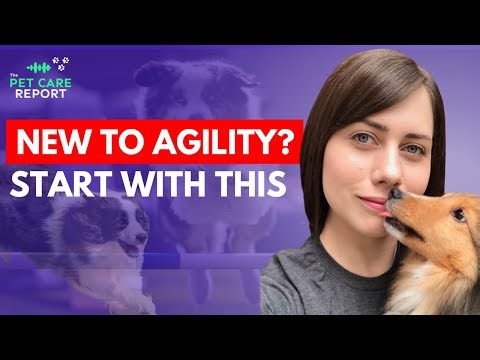 Agility Training Secrets That Improve Obedience in Every Dog