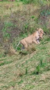Cub gets a ride! | Rob The Ranger Wildlife Videos