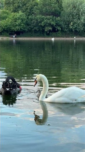 "A cygnet glides with its parents on the Serpentine in the soft light before sunset 🌊 🦢🐥🌆"