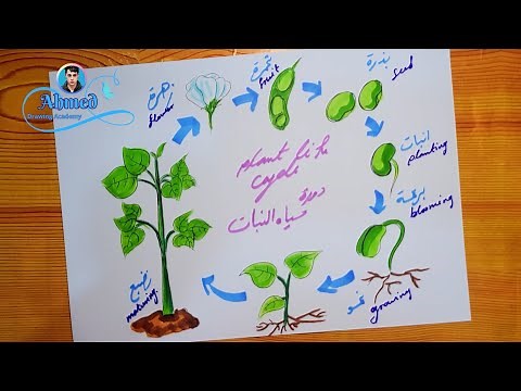 رسم مراحل نمو النبات || رسم دورة حياة النبات || plant life cycle drawing