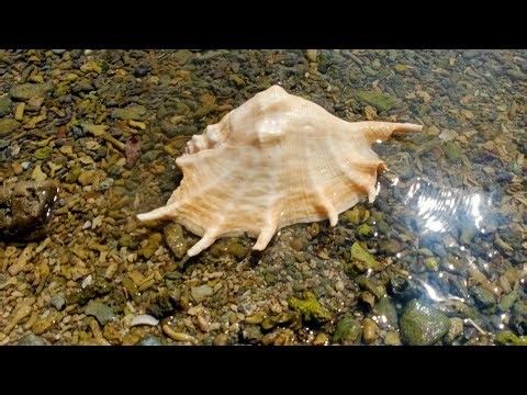 🌊🐚 BEAUTIFUL SEASHELLS I Found on a Wide, Peaceful Beach!