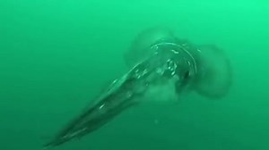 Humboldt squid attacks diver