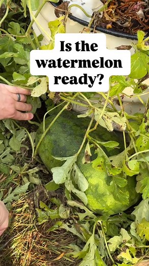 Strawberry Watermelon- How do you tell when it’s ready? It’s heavy, the tendril closest to the fruit is shriveled and the watermelon’s underside is yellow. #gardening #fruitharvest #watermelon #watermelonharvest #eatfruit #lastsummerharvest #veggiegardens | Gardening Anywhere