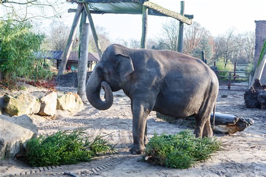 Karola will noch einmal in den Zoo nach Münster - es wird ihr letzter Besuch sein
