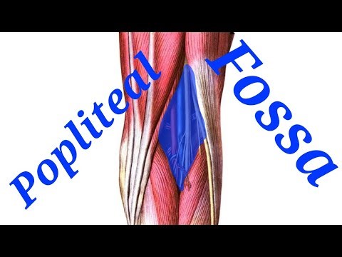 Popliteal fossa Anatomy