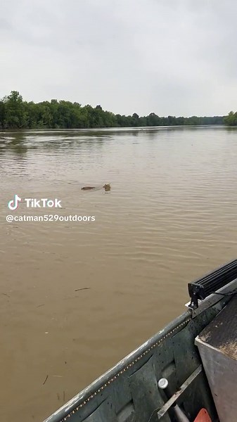 Anyone ever see a bobcat swim? #boat #bobcat #river