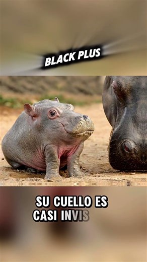 😰animales sin cuello así se ven #shortvideo #shortsfeed #shorts #short