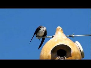 the Tranquil sound of Purple Martins @ Ellis Bird Farm