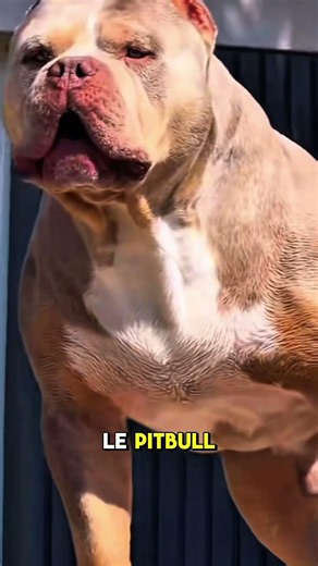 Le top 3 des chiens les plus dangereux au monde .
