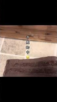 古家DIY中🏠洗濯機の排水トラップを取り付けたら…まさかの逆流😂💦床びしょびしょになりながらなんとか完成しました✨失敗込みでDIYです。#shorts #diy女子 #リフォーム
