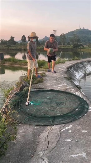 Big Catch Alert! Amazing fishing skills bring a net full of fish from the water today!