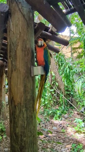 Beautiful Peruvian Macaw