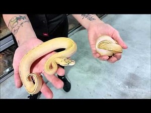 Nicole shows off these awesome Puma Ball Pythons