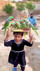 cute parrot fan #cute #parrotlovers | parrot shorts