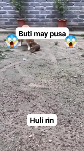 64 reactions · 3 comments | #reygallatv #reygalladiscar #viralvedeo #pusa #huli | Rey Discar Galla | Facebook