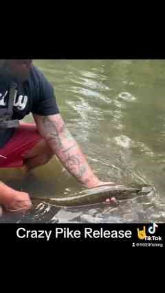 How to release a pike or musky