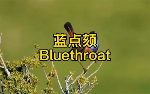 蓝点颏Bluethroat