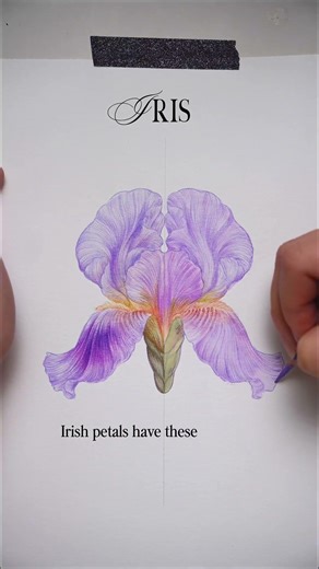 botanical illustration art coloring watercolor and colored oencil