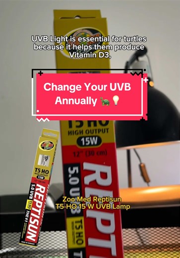 Did you know UVB light is essential for your turtle’s health? Without it, they can’t absorb calcium properly, leading to serious health issues. Make sure to replace your UVB bulb annually, even if it still lights up! 💡 #uvblight #turtlesoftiktok #reptiles #petturtle