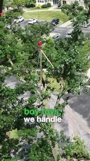 Here's What to Look for When Hiring a Certified Arborist