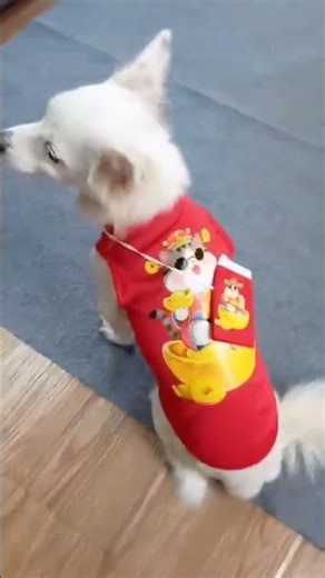 Áo Tết Có Túi Lì Xì | Su Su Pet Vlog