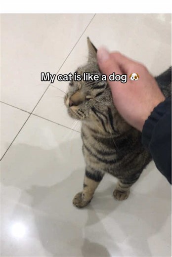 My Cat Enjoys Being Petted Like a Dog