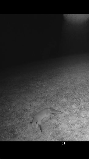 Tiny Fox Walks Right Past the Camera | Wild Forest Moment 🦊