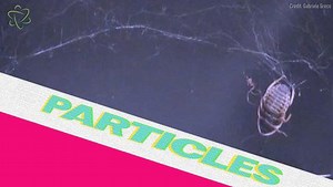 How do spiders capture big prey?