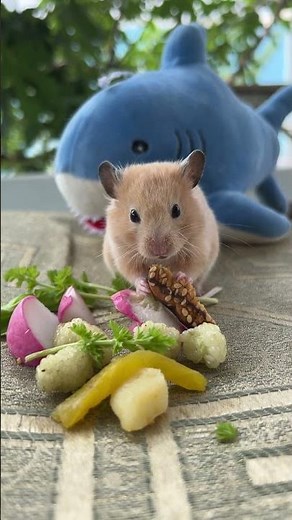 Follow the daily life of a cute hamster as it eats, plays, and explores its tiny world. #hamster