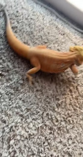 #beardeddragon #funny #funnypets #funnyvideos