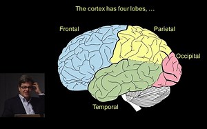 [Allen Institute] Coding&Vision101 第3讲: 新皮质的结构