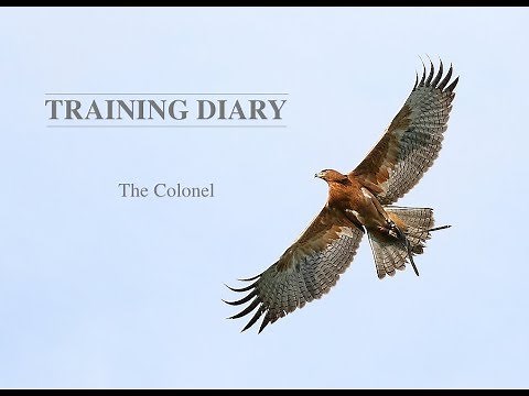 Eagle Training Diary - From Egg to Hunting - The Colonel