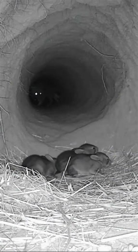 Rabbit vs Fox Night Vision Fight – Burrow Security Footage (Terrifying Real Encounter)