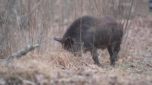 Mountain Meadow Hunting Preserve is the premier destination for wild boar hunting in West Virginia! If you’ve ever dreamed of bagging a trophy boat give us a call and let’s make it happen! #hunting #whitetailhunting #elk #elkseason #whitetaildeer #deerhunting #deer #bigbuck #saddlehunting #earnyourwild #gohunt #hunthard #huntingday #huntingforlife #huntinggame #huntingislife #huntinglife #huntinglifestyle #huntingseason #huntingtime #iamsportsman #inourblood #instahunt #instahunting #itsinmynatu