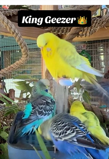 Meet Geezer: The King of the Shower Budgie