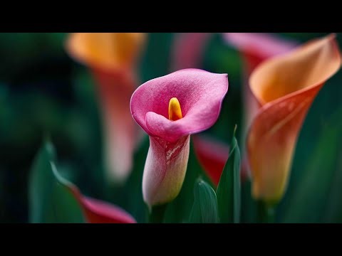 Flower Power (Free Documentary | HD)