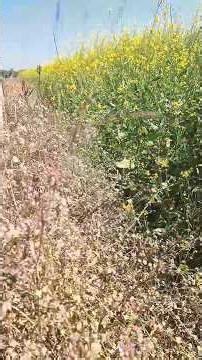 Sahadevi, Identification and Benefits │Vernonia Cinerea Identification & Benefits