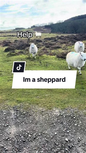 Sheep Encounter During Scenic Hike in Wales