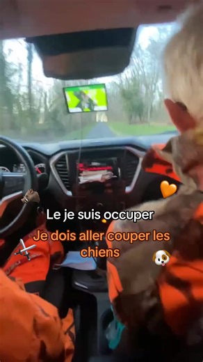 #chassetricolore🇫🇷🐗 #chienscourrant #chaseurfrancais #pourtoiii #sapousse💨