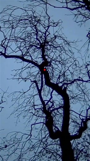 Pigeon shooting #hunting #woodpigeons #pigeonshooting #shorts