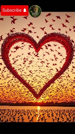 Thousands of birds formed a heart… unreal
