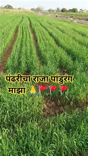 पंढरीचा राजा पांडुरंग🚩#shorts#viral#trending#warkari#youtubeshorts#shortvideo#song#love#yt#ytshorts