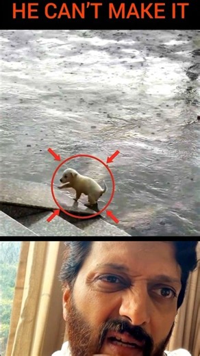 This Cute Puppy Tries So Hard To Climb The Stairs In The Rain 🐶🌧️😳 #shorts #pets #respect #usa