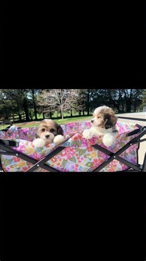 Adorable Cavachon Puppies Spring Adventure 2023 #Cavachon #PuppyLove #SpringtimeFun