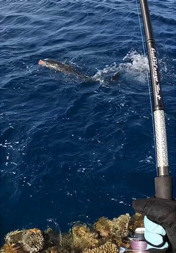 Discover Sea Life: Fishing for Predators and Lunch