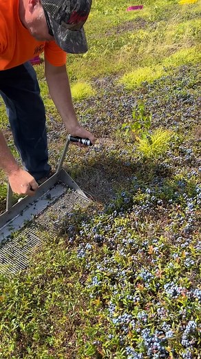 653K views · 3.1K reactions | Wild blueberries being raked by hand at Wyman's is THE most-satisfying thing you can watch!  And Maine's harvest is in season right now! #FoodNetworkFinds Fun fact: You can buy frozen wild blueberries all-year-round! Wild Blueberries | Food Network | Facebook