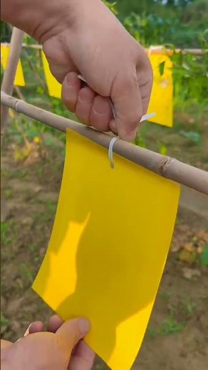 ​🧄🌾 Organic Pest Control Hack | Double-Sided Yellow Sticky Insect Trap Setup
